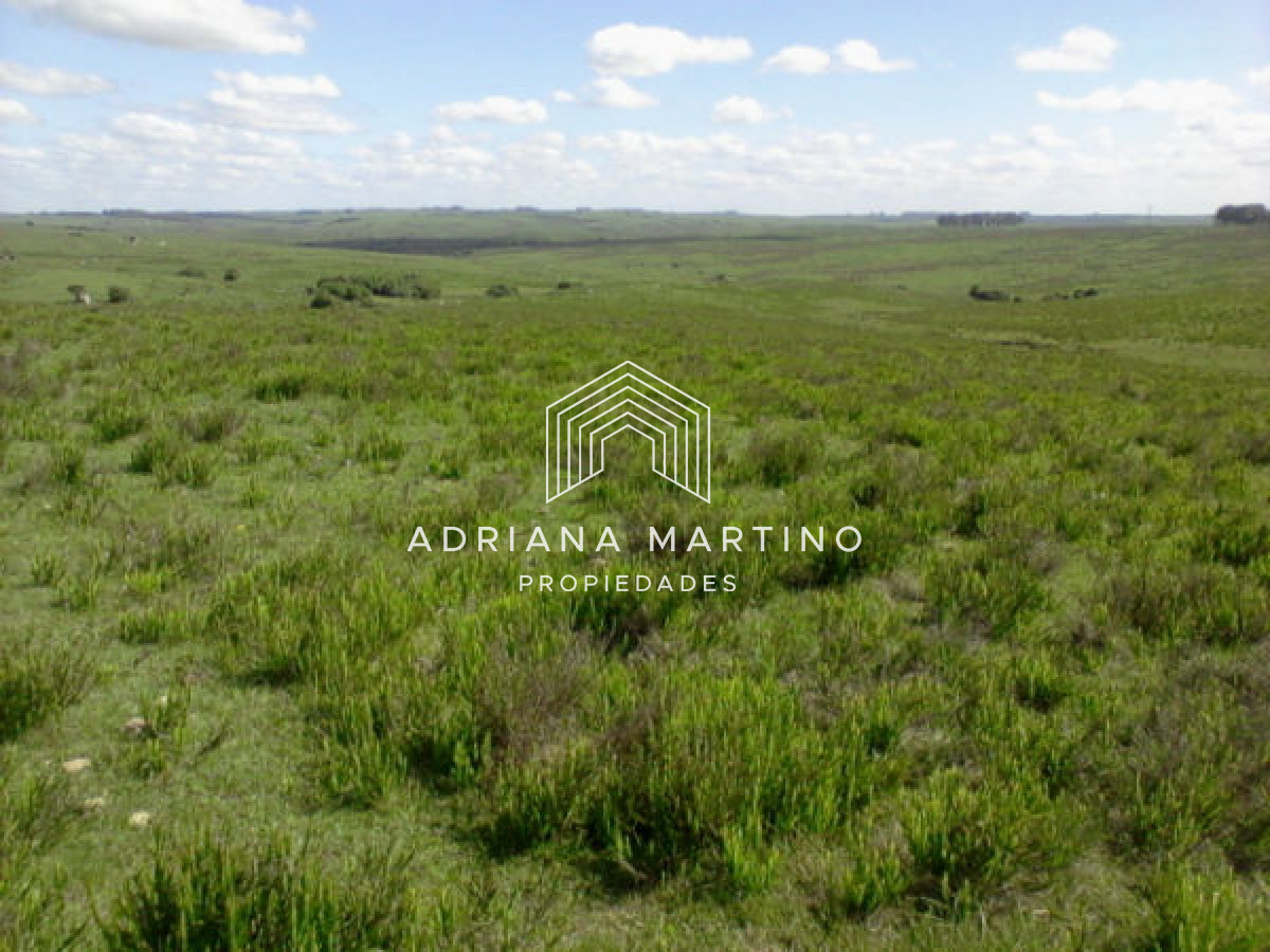 Campo Agricola Ganadero,   sin construcción, - GoPunta - Portal Inmobiliario de Punta del Este - Maldonado