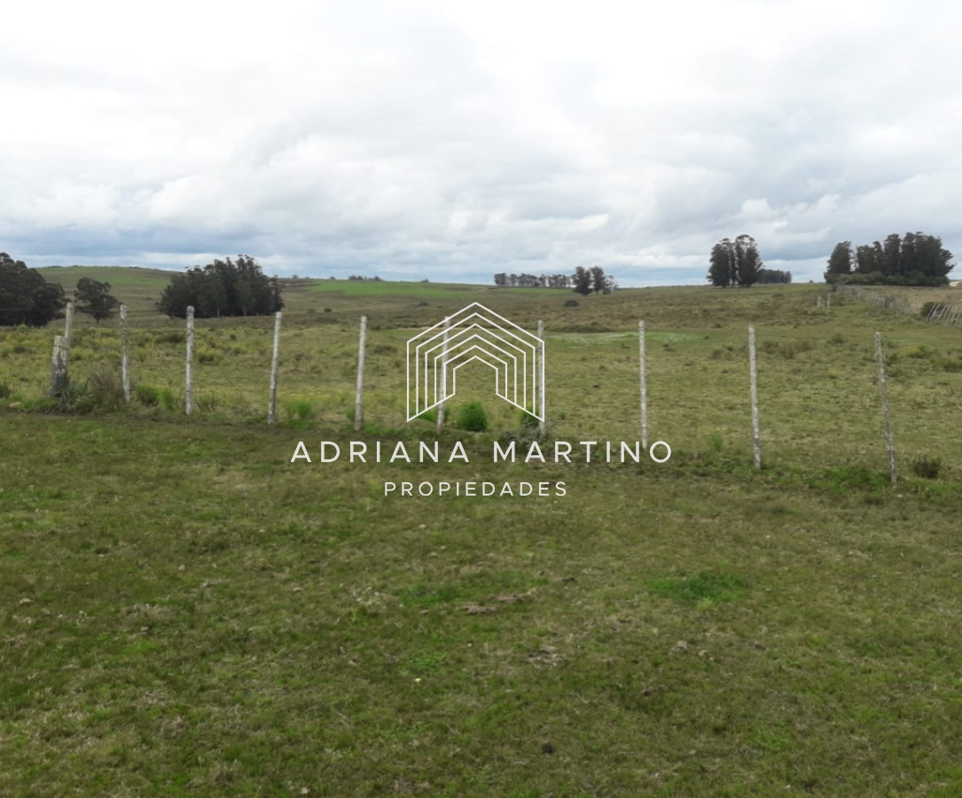 Campo agrÃ­cola en paysandu - GoPunta - Portal Inmobiliario de Punta del Este - Maldonado