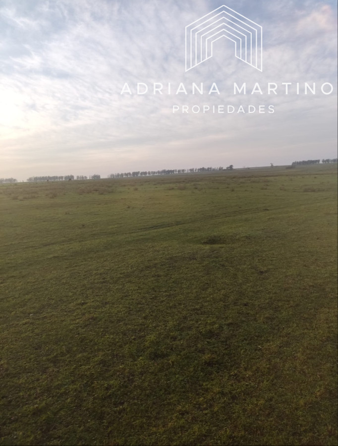 Campo agrícola en paysandu