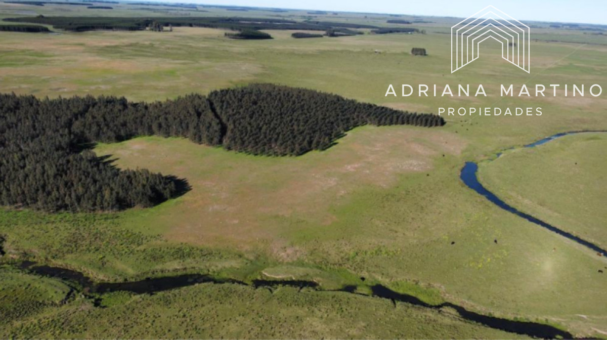 Campo agrícola ganadero en durazno