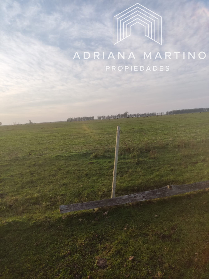 CAMPO GANADERO EN PAYSANDÚ