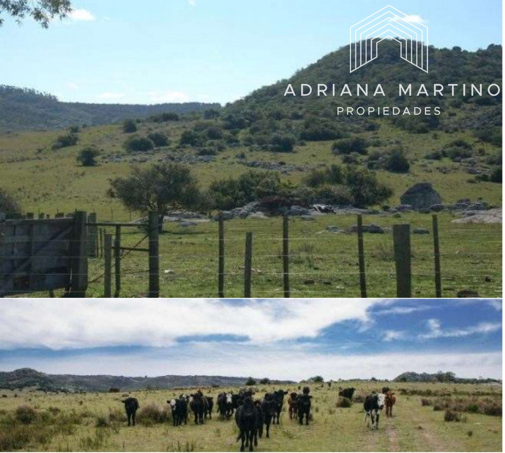 Campo Ref.69602 - Hermoso Campo en Lavalleja .