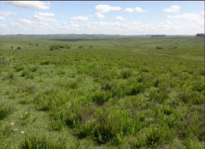 Campo agrícola ganadero en paysandu
