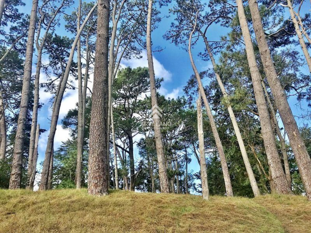 Terreno ID.1824 - Venta Terreno en Cantegril 
