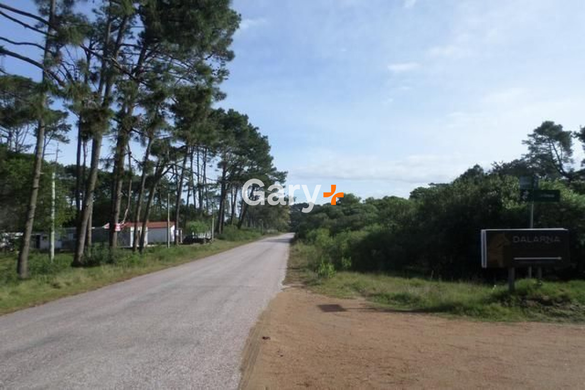 Chihuahua - GoPunta - Portal Inmobiliario de Punta del Este - Maldonado