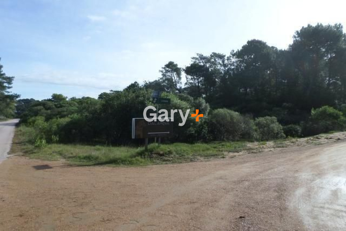 Chihuahua - GoPunta - Portal Inmobiliario de Punta del Este - Maldonado