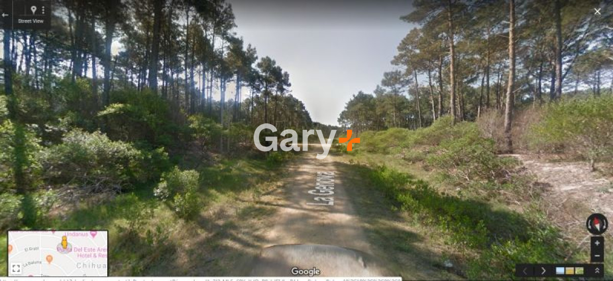 Chihuahua - GoPunta - Portal Inmobiliario de Punta del Este - Maldonado