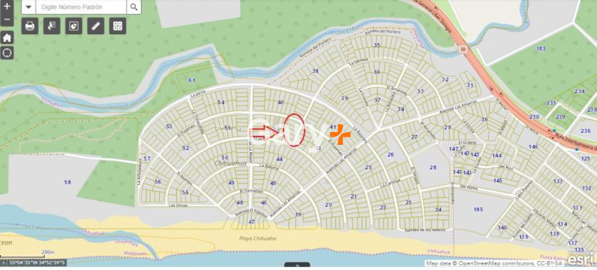 Chihuahua - GoPunta - Portal Inmobiliario de Punta del Este - Maldonado