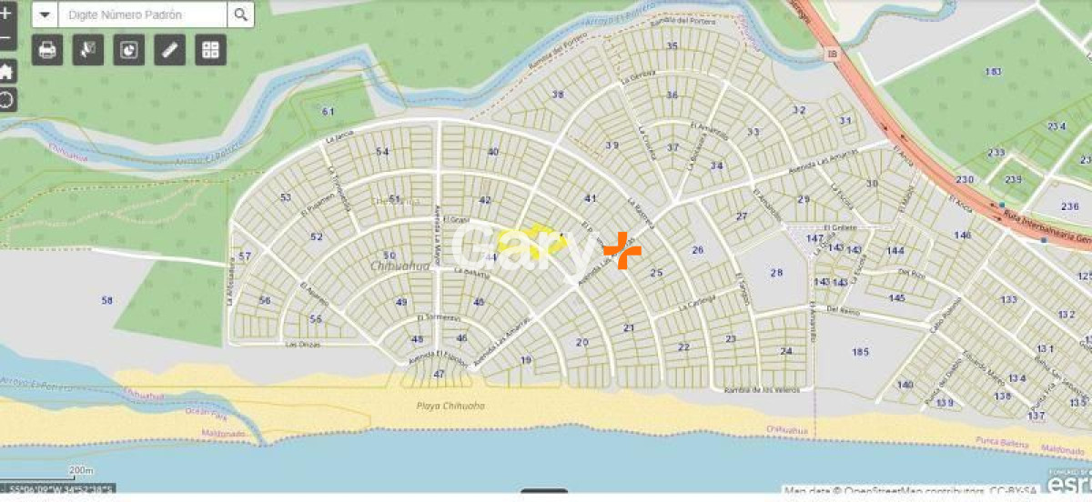 Chihuahua - GoPunta - Portal Inmobiliario de Punta del Este - Maldonado
