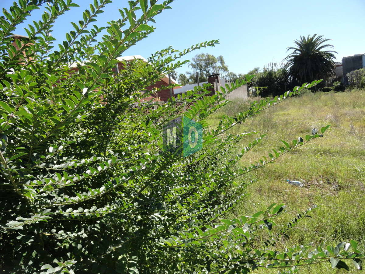 Terreno ID.1154 - Maldonado, calle Ituzaingó, Apto para bloque, Apto vivienda social.