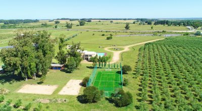 mega chacra, 750 m2 construidos, 9 dorm, piscina cubierta, 2.700 olivos - nyp40129h