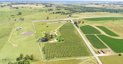 mega chacra, 750 m2 construidos, 9 dorm, piscina cubierta, 2.700 olivos - nyp40129h