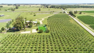 mega chacra, 750 m2 construidos, 9 dorm, piscina cubierta, 2.700 olivos - nyp40129h