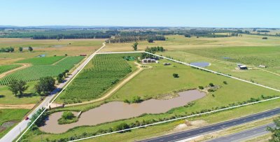 mega chacra, 750 m2 construidos, 9 dorm, piscina cubierta, 2.700 olivos - nyp40129h