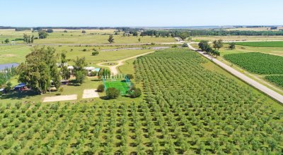 mega chacra, 750 m2 construidos, 9 dorm, piscina cubierta, 2.700 olivos - nyp40129h