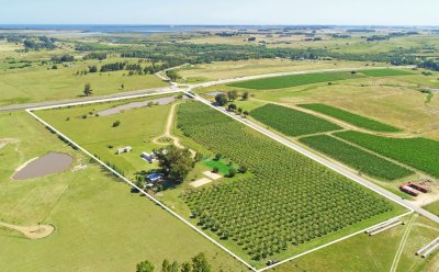 mega chacra, 750 m2 construidos, 9 dorm, piscina cubierta, 2.700 olivos - nyp40129h