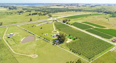 mega chacra, 750 m2 construidos, 9 dorm, piscina cubierta, 2.700 olivos - nyp40129h