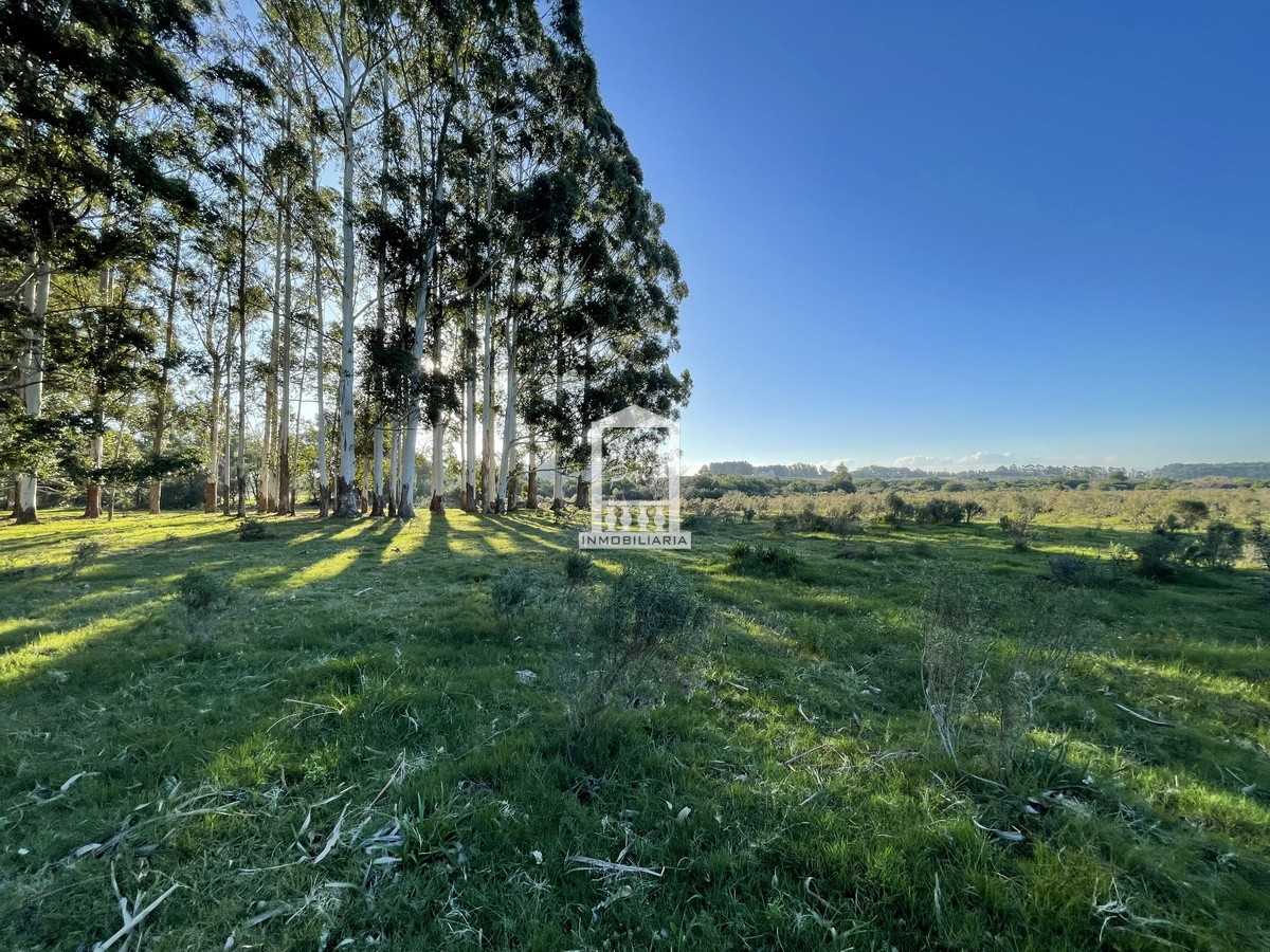 Medellin - GoPunta - Portal Inmobiliario de Punta del Este - Maldonado