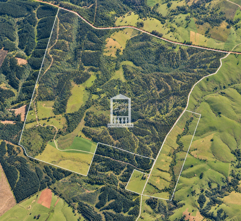 Campo Forestal en Rocha, a 25 km de Castillos. - NYP41001P
