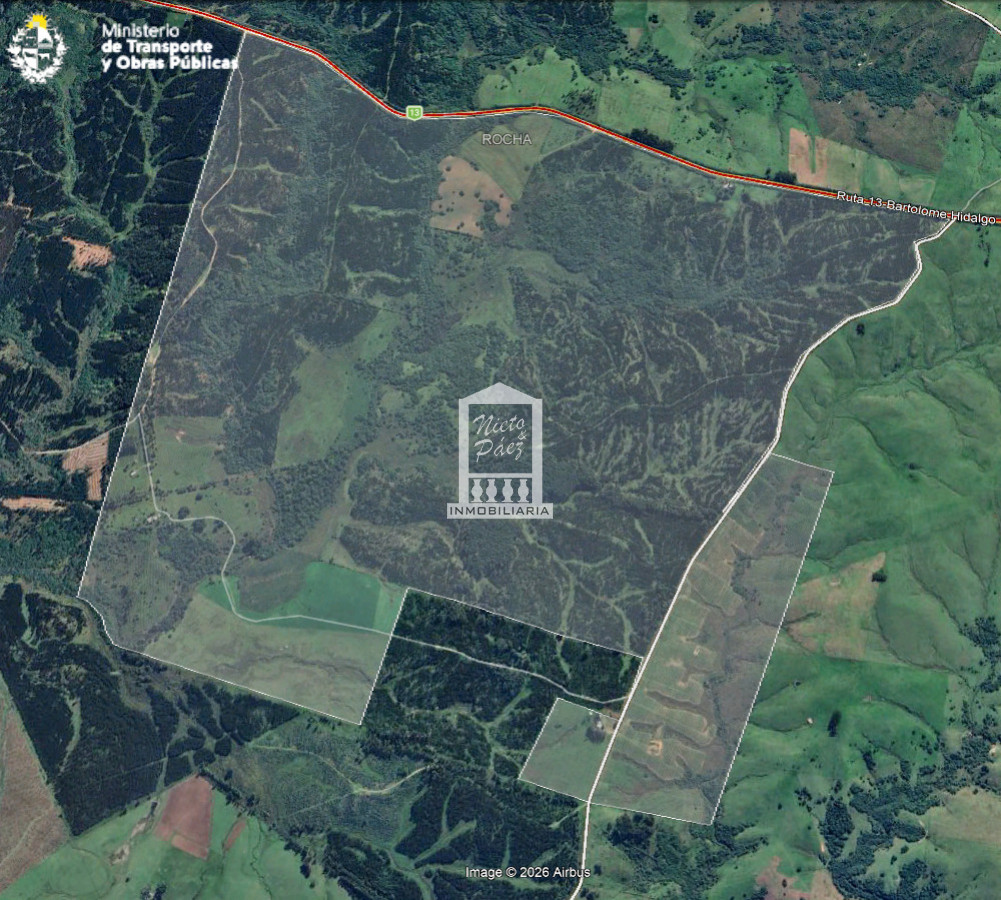 Campo Forestal en Rocha, a 25 km de Castillos. - NYP41001P