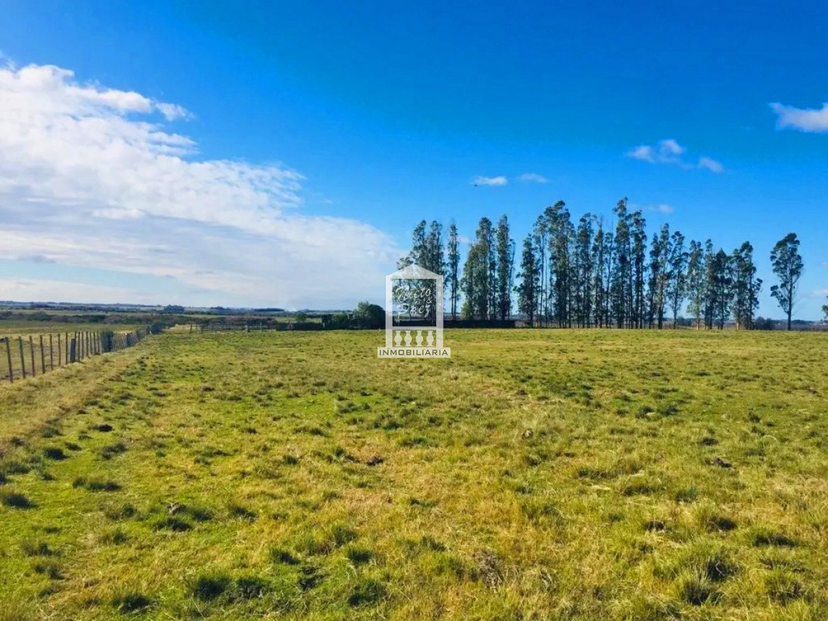 Campo Ref.38546 - Sobre Ruta 39, a 8 km de San Carlos