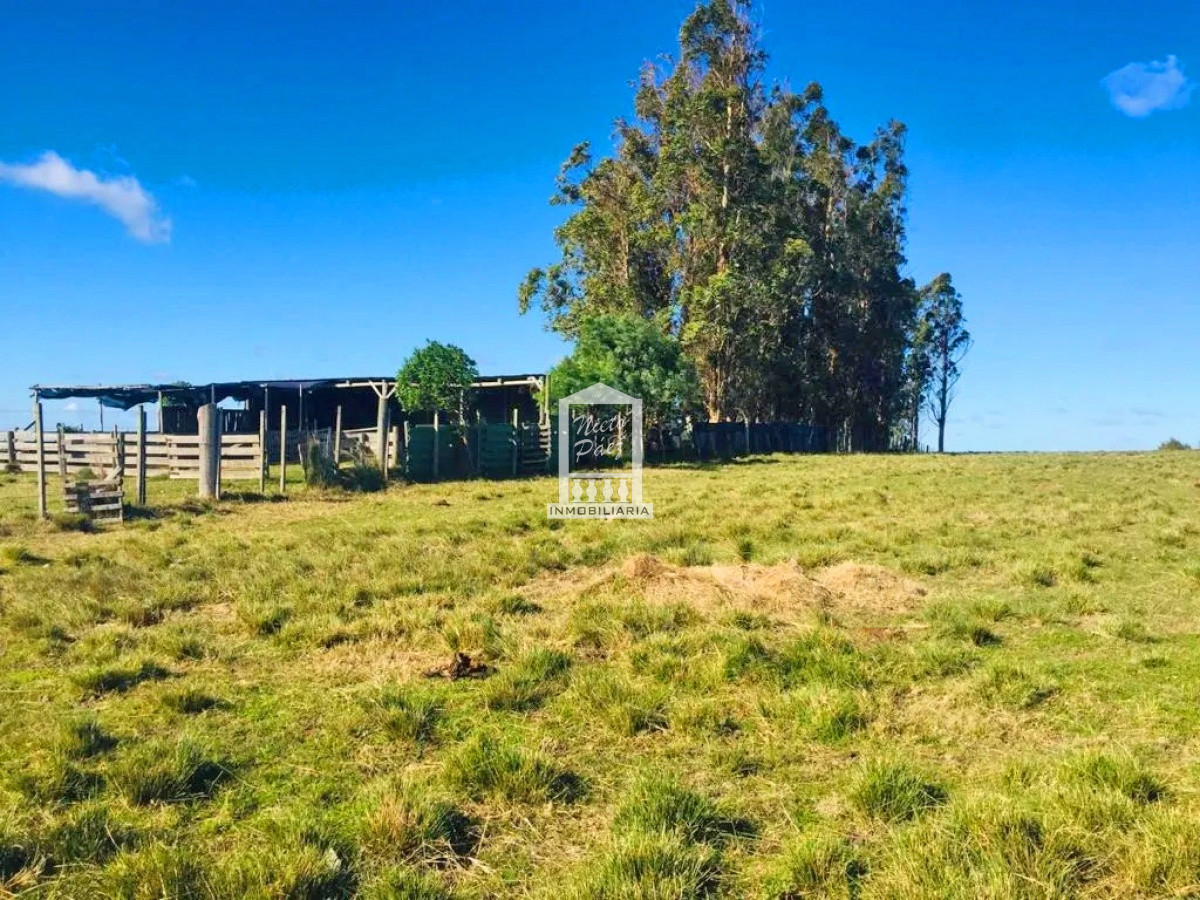 Campo Ref.38546 - Sobre Ruta 39, a 8 km de San Carlos
