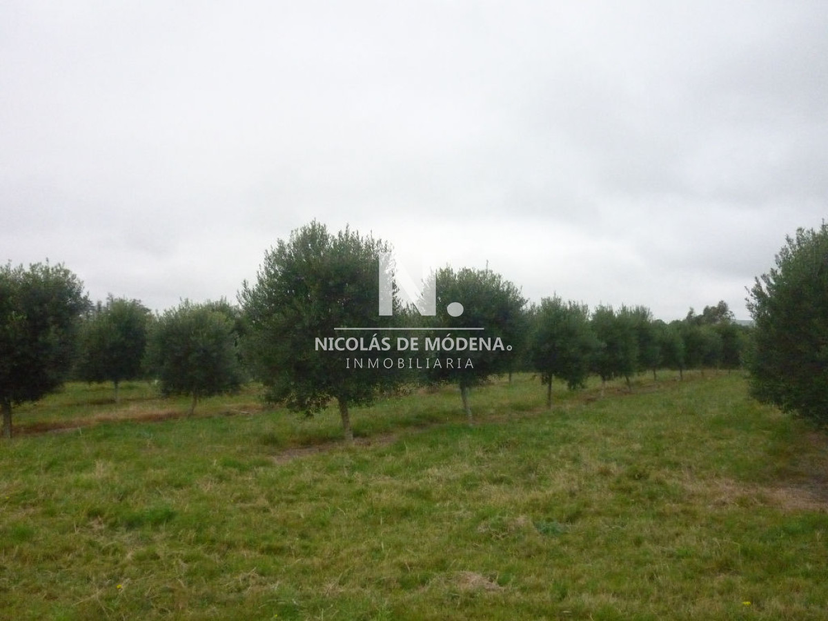 Chacra