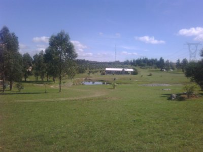 HERMOSA CHACRA CON PRODUCCION DE OLIVOS