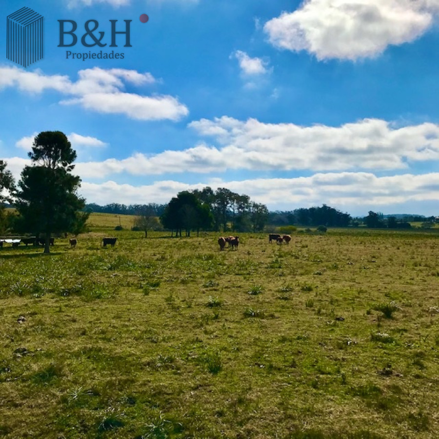 Medellin - GoPunta - Portal Inmobiliario de Punta del Este - Maldonado