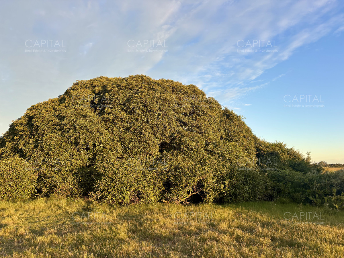 Chacra ID.38873 - Chacra de 7 has. en Venta en José Ignacio