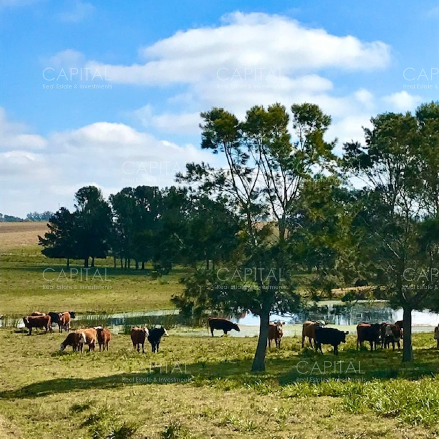 Chacra ID.38724 - Chacra en venta de 5 hectáreas - Camino Medellin 