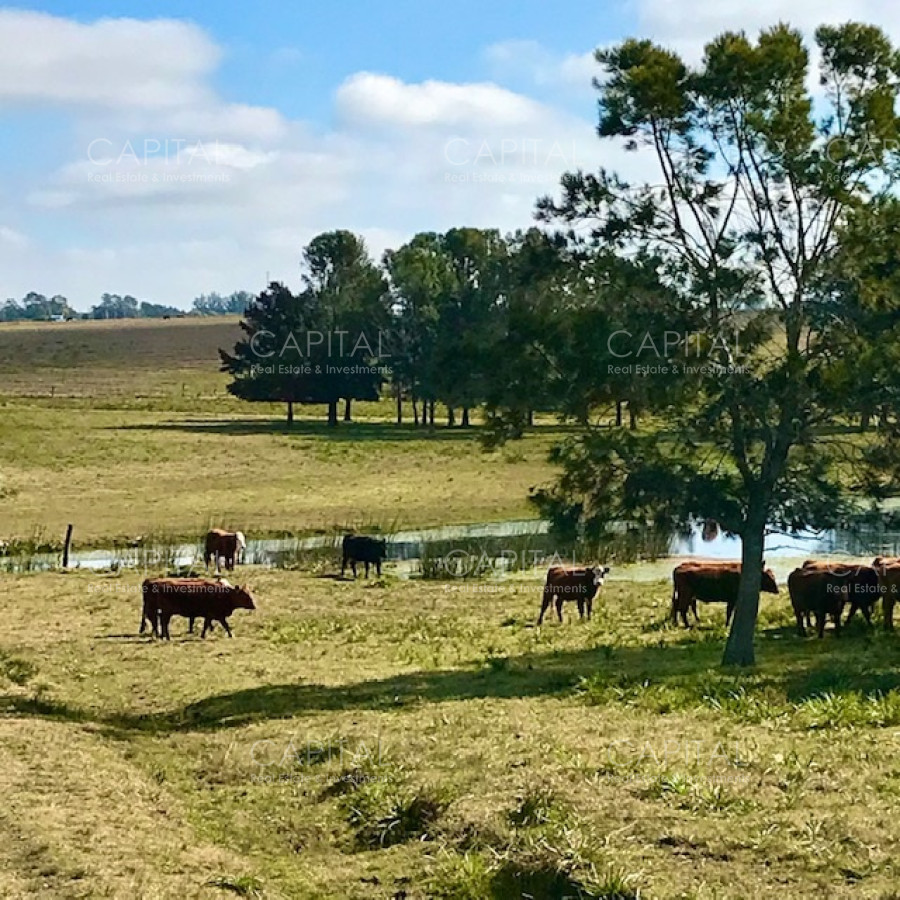 Chacra ID.38724 - Chacra en venta de 5 hectáreas - Camino Medellin 
