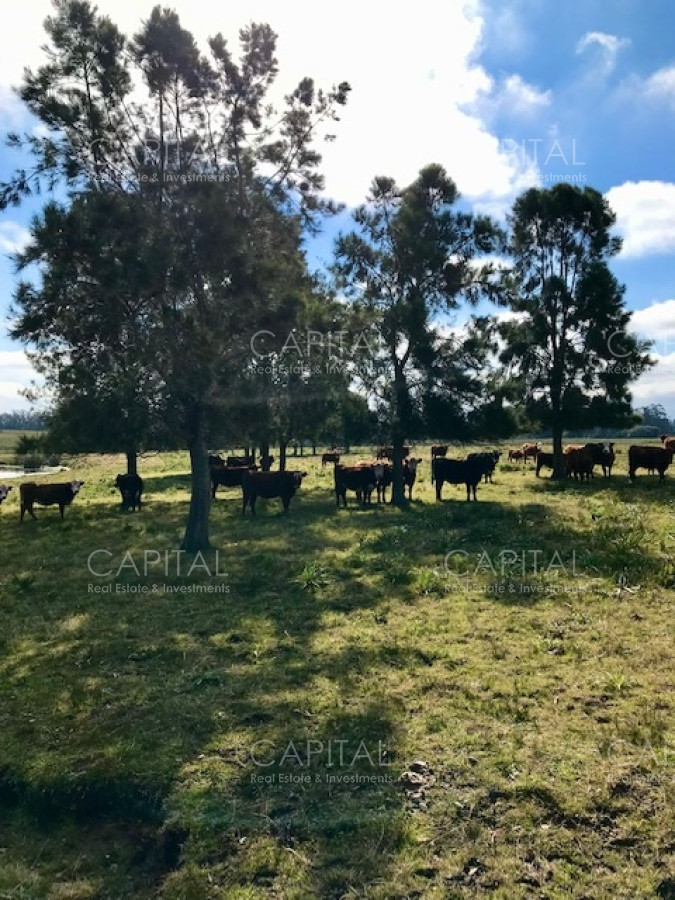 Chacra ID.38724 - Chacra en venta de 5 hectáreas - Camino Medellin 