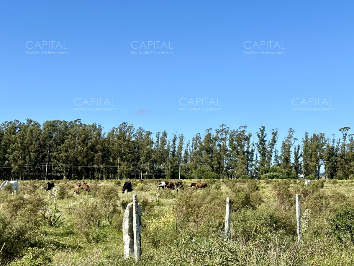 Chacra ID.38725 - Chacra de 6.6 has en Camino Medellin