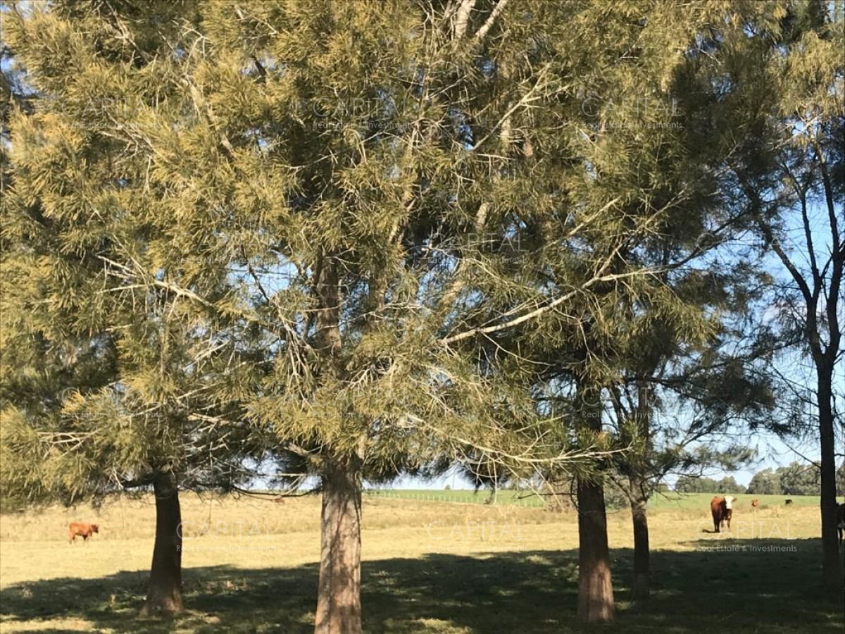 Chacra ID.38724 - Chacra en venta de 5 hectáreas - Camino Medellin 