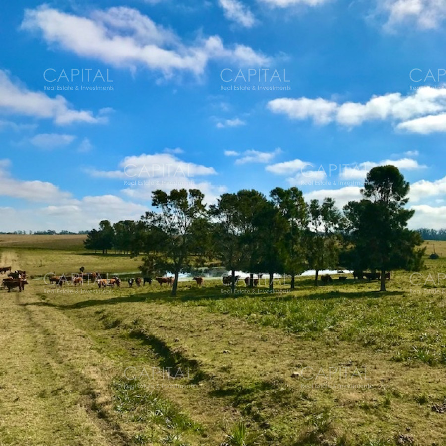 Chacra ID.38724 - Chacra en venta de 5 hectáreas - Camino Medellin 