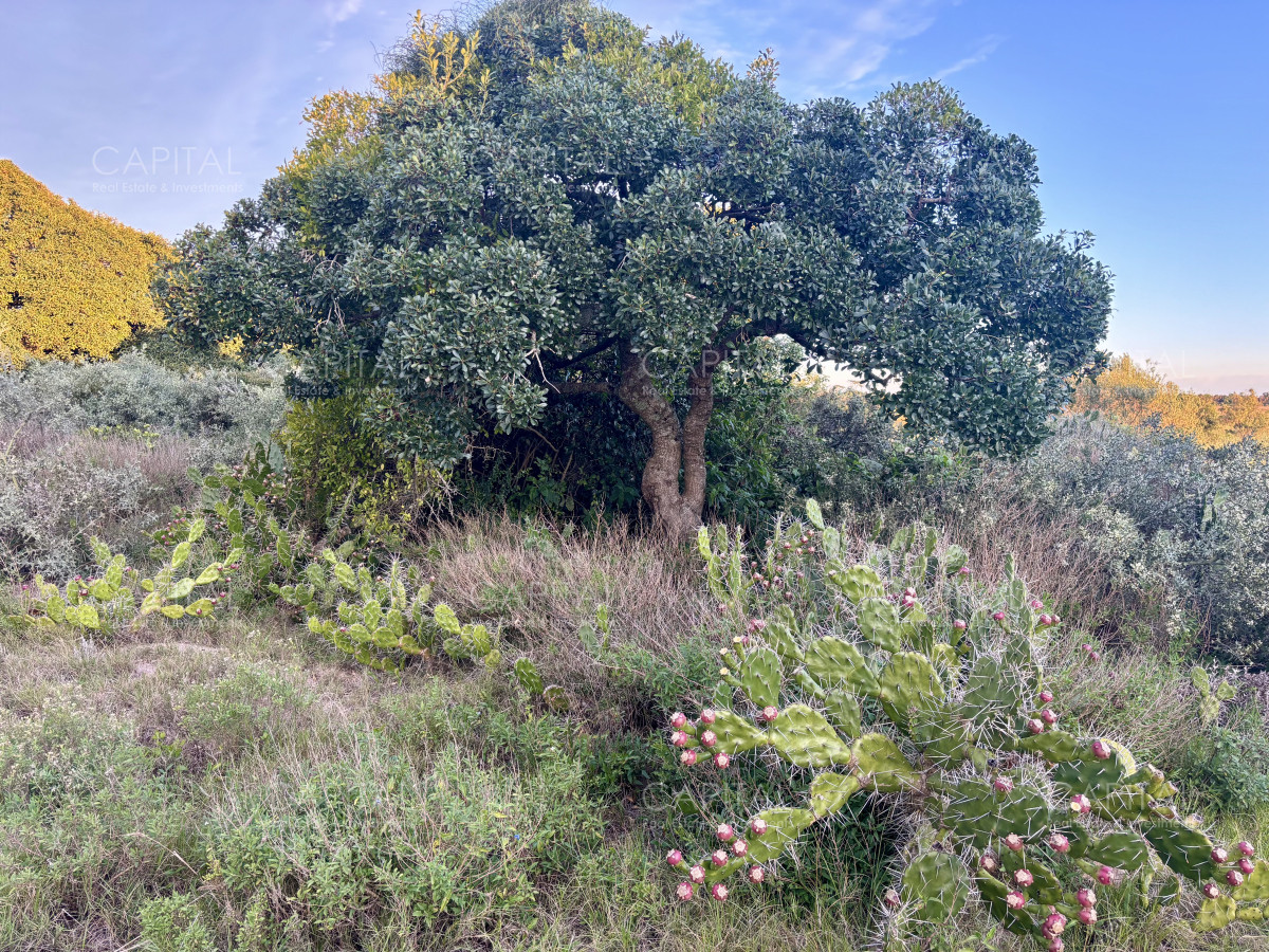 Chacra ID.38873 - Chacra de 7 has. en Venta en José Ignacio