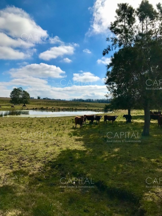 Chacra ID.38724 - Chacra en venta de 5 hectáreas - Camino Medellin 