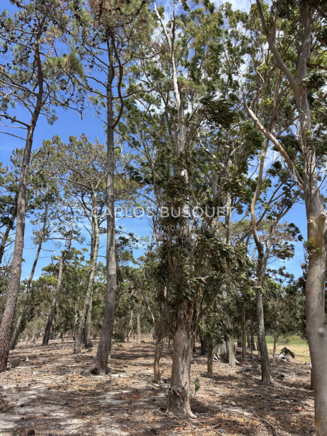 Chacra ID.1522 - Campo de 42 has. con costa de Laguna Garzón 
