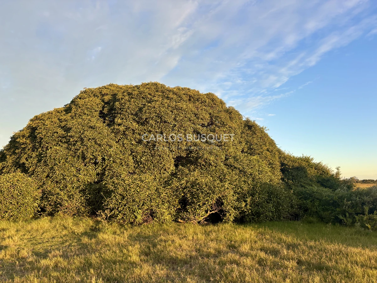Chacra ID.1047 - Chacra de 7 has. en Venta en José Ignacio 