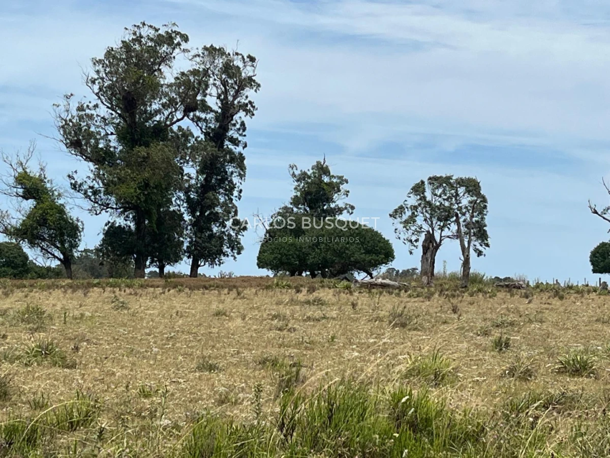 Chacra ID.1552 - Venta chacra de 30 hectáreas, en José Ignacio con costa de Laguna