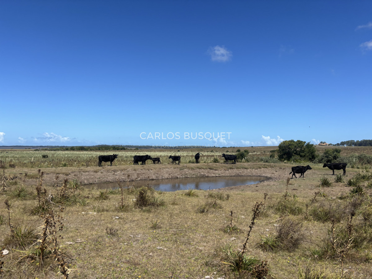Chacra ID.1552 - Venta campo de 26 hectáreas, en José Ignacio con vista a la Laguna