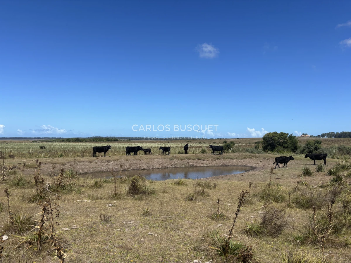 Chacra ID.1552 - Venta chacra de 30 hectáreas, en José Ignacio con costa de Laguna