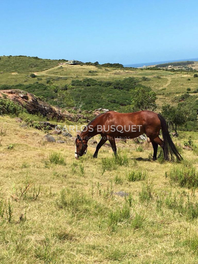 Chacra ID.1667 - Chacras del Cerro - chacras en venta de 5 has. en Pan de Azucar