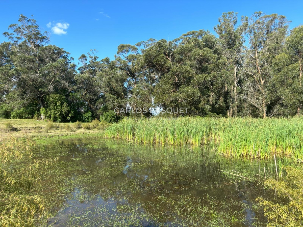 Chacra ID.496 - Chacra en venta de 5 has. en Punta Ballena, Camino Lussich 