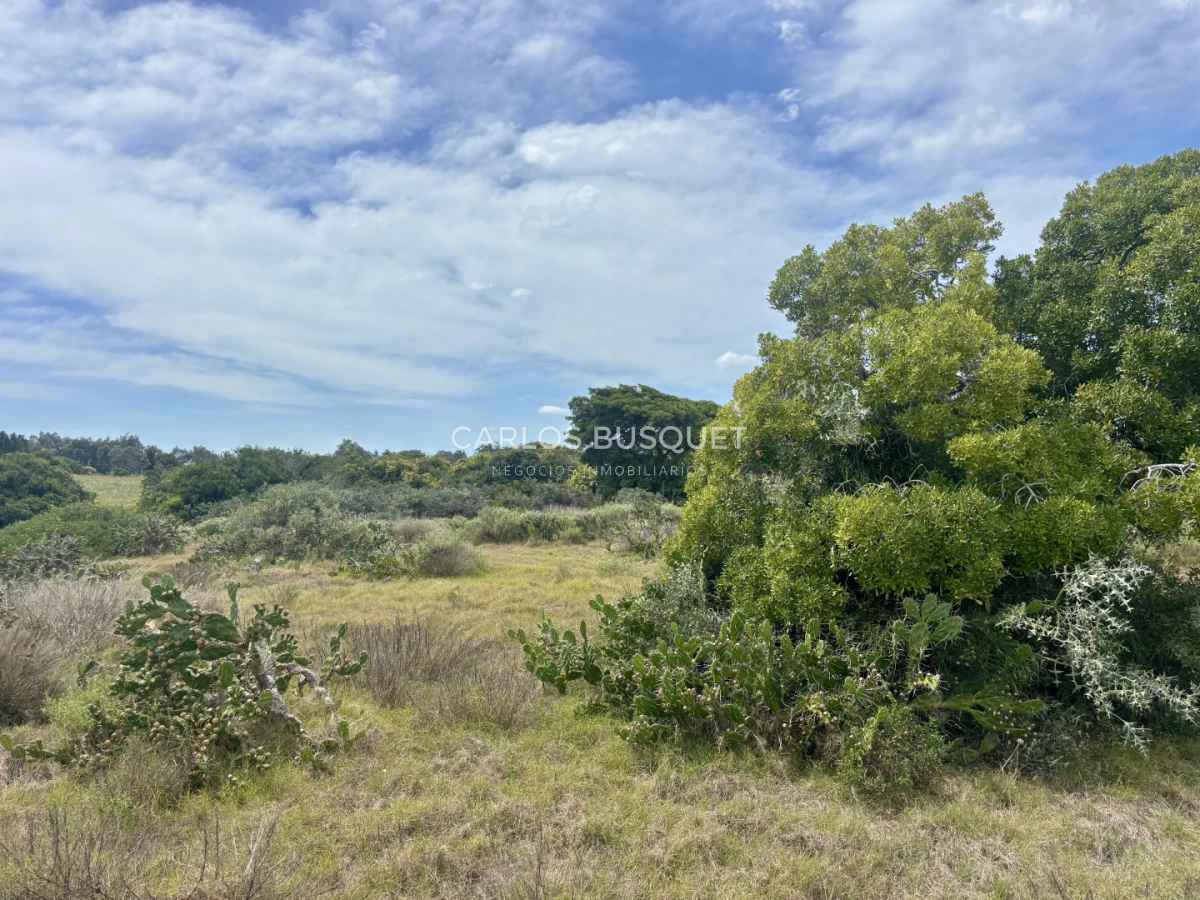 Chacra ID.1533 - Venta Chacra de 24 hectáreas en Jose Ignacio, con costa de Laguna