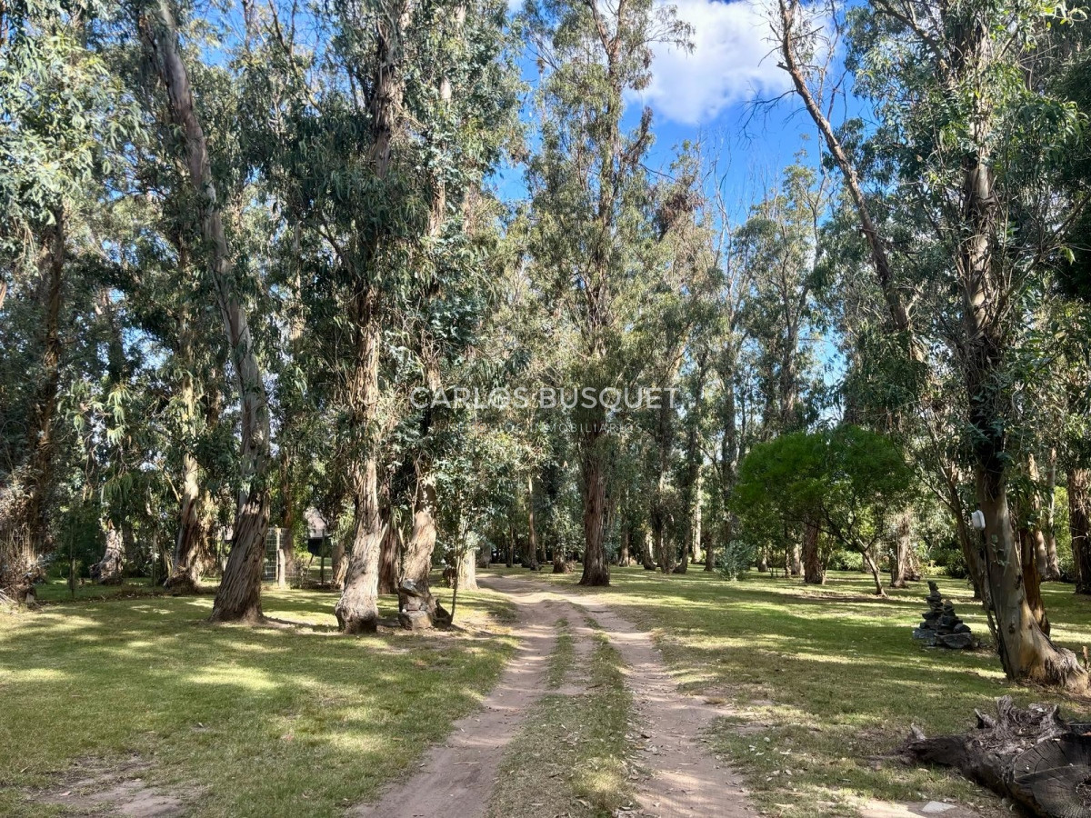 Chacra ID.496 - Chacra en venta de 5 has. en Punta Ballena, Camino Lussich 