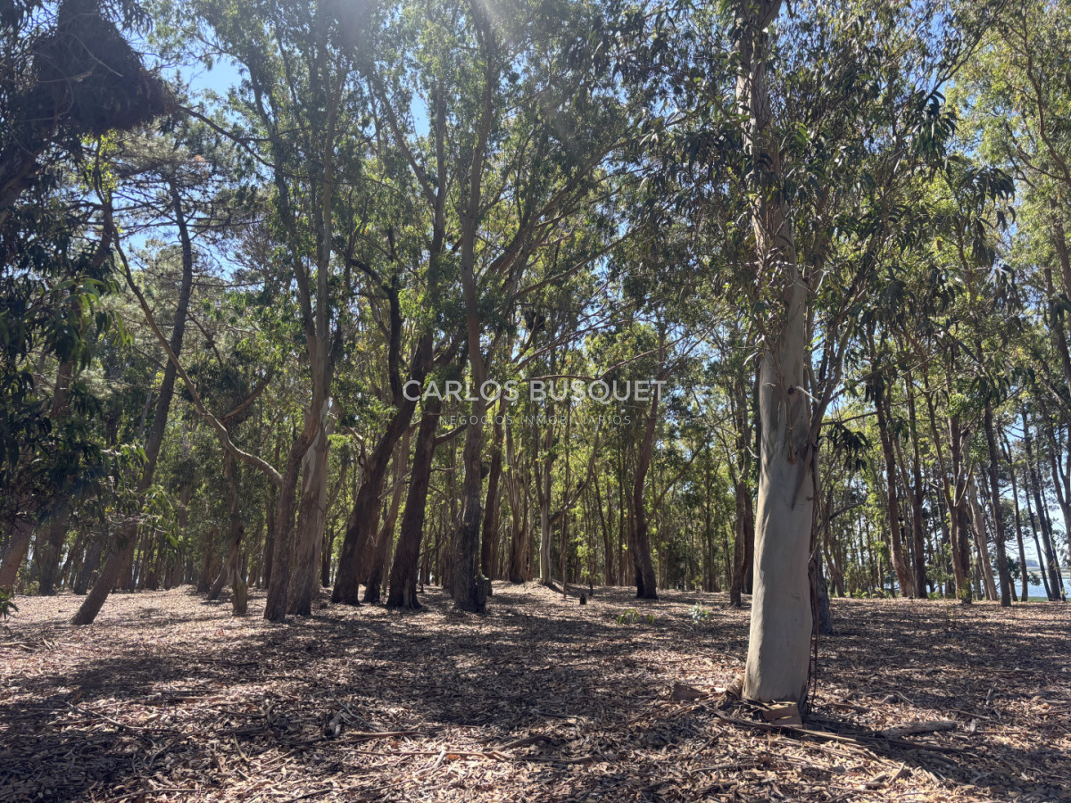 Chacra ID.1522 - Campo de 42 has. con costa de Laguna Garzón 