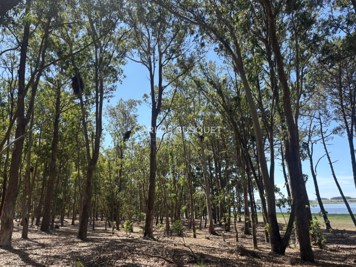 Chacra ID.1522 - Campo de 42 has. con costa de Laguna Garzón 