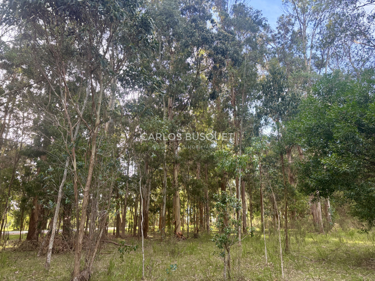 Chacra ID.1044 - Chacra en venta de 8 has. sobre Ruta 104